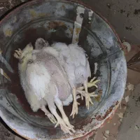 تلفات مرغداری