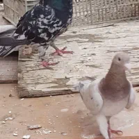 کبوتر کوهی دورگ سیاه|پرنده|اهواز, شهرک اکباتان|دیوار