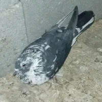 پول لازمم کفترا خوبن همه ملقی و پرشی