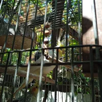 دو عدد عروس هلندی|پرنده|کلارآباد, |دیوار