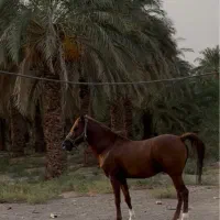 اسب نریون درشور|اسب و تجهیزات اسبسواری|کرمان, |دیوار