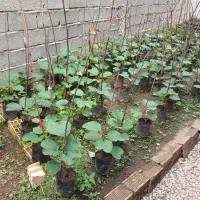 نهال کیوی|خدمات باغبانی و درختکاری|حویق, |دیوار