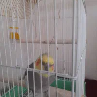 عروس هلندی نر اهلی|پرنده|پرهسر, |دیوار