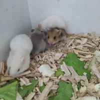 فروش بچه همستر ۲۰ روزه نر