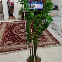 گل آپارتمانی|گل و گیاه طبیعی|تهران, شهرک ولیعصر جنوبی|دیوار