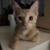 واگذاری گربه رایگان|گربه|رشت, فخب|دیوار