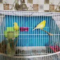 یک جفت قناری طلایی