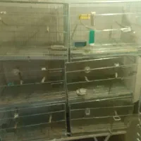 سلام فروش قفس ۶ خوان