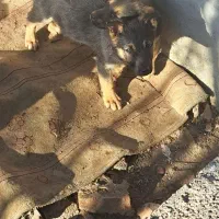 سگ ژرمن ،توله دو ماهه ،|سگ|محمدشهر, محمدشهر|دیوار