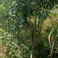 ا درختان برگ بو برای پیوند وانواع مورتهای چند کله