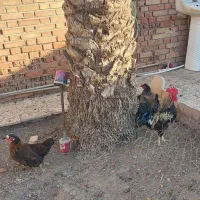 سه عدد مرغ ویه عدد خردس