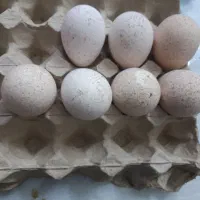 تخم بوقلمون