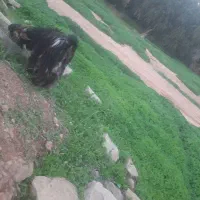 بره و بیگ|حیوانات مزرعه|مسجد سلیمان, |دیوار