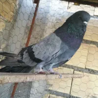 سرول لیمویی|پرنده|قشلاق دشت, |دیوار