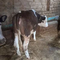 گوساله خوش خوراک خانه گی