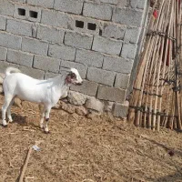 دوعددکهره ماده بایکی نر|حیوانات مزرعه|رویدر, |دیوار