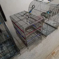 قفس پرنده