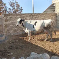 گاو ۳۰ کیلو شیر شکم ۳