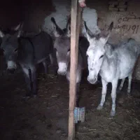الاغ اخته و تخمدار ماده
