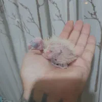 جوجه عروس سرلاکی|پرنده|پاکدشت, شهرک انقلاب|دیوار