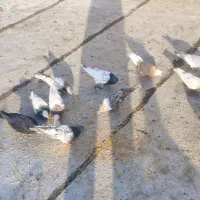 24 عدد کبوتر روی هم 12
