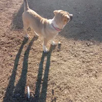 سگ.|حیوانات|سنقر, |دیوار