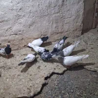 کفتر رنگه|پرنده|مشهد, رضاییه|دیوار