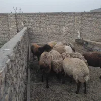 میش چاق گوشتی