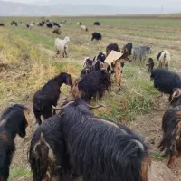 بزا بی بز ابس