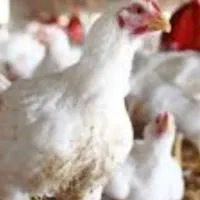 مرغ گوشتی 245فقط امروز. این قیمته بالای 5تا