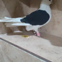 کفتر کل سفید ،کربلایی،پشتدار،پاکستانی،سرور معاوضه