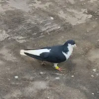 کفتر|پرنده|مشهد, ایثار|دیوار