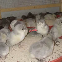 جوجه مرغ و خروس گلین طوسی|حیوانات مزرعه|اصفهان, شهید رجایی|دیوار