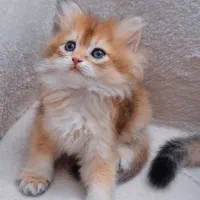 گربه بریتیش وارداتی گلد