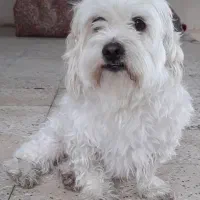 سگ اهلی|سگ|الیگودرز, |دیوار