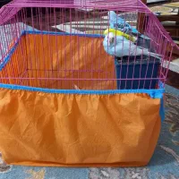 مرغ عشق|پرنده|نشتارود, |دیوار