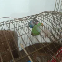 .طوطی برزیلی|پرنده|تبریز, |دیوار