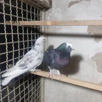 کفتر تهرانی شازده سیاه کله دم سرخ خارجی خال پیس|پرنده|فردیس, شهرک سپاه|دیوار