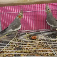 جوجه عروس هلندی سیامون