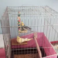 عروس هلندی جفتی و تکی|پرنده|لوندویل, |دیوار