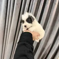 توله سگ جیبی .عروسکی|سگ|مشهد, طبرسی شمالی|دیوار