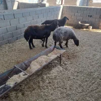میش جوان تخمی