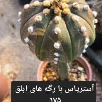 کاکتوس پیوندی|گل و گیاه طبیعی|شاهرود, |دیوار