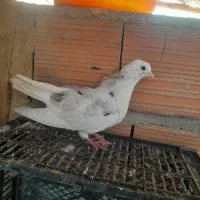 کفتر|پرنده|آق قلا, |دیوار