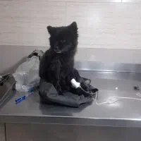 سگ گمشده|سگ|گلستان (تهران), |دیوار