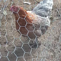 تخم نطفه دار پاپر ریشو کاکلی|حیوانات مزرعه|رشت, پسیخان|دیوار