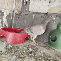 کاغذی خطی ماده عتیقه وبدرنگ ماده هردو گرفتنی|پرنده|قزوین, |دیوار