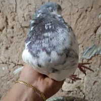 کبوتر|پرنده|کبودرآهنگ, |دیوار