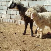 میش با بره نر|حیوانات مزرعه|مرودشت, رامجرد یک|دیوار