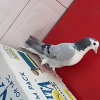 خرقه دمگیر|پرنده|اصفهان, پروین|دیوار
